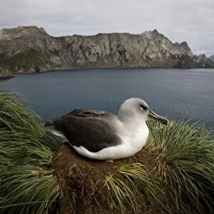Antarctica, South Georgia Island (UK), Gray-headed Albatross (Diomedea chrystoma)