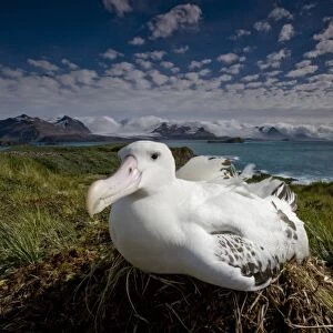 Antarctica, South Georgia Island (UK), Wandering Albatross (Diomedea exulans) sitting
