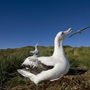 Antarctica, South Georgia Island (UK), Wandering Albatross (Diomedea exulans) nesting