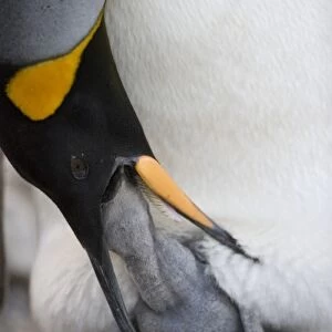 Antarctica, South Georgia Island (UK), King Penguin (Aptenodytes patagonicus) feeding