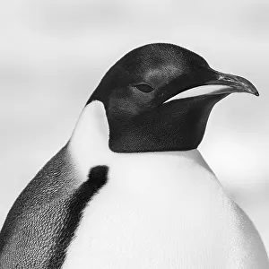 Antarctica, Weddell Sea, Snow Hill colony. Emperor penguin head close-up