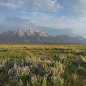Antelope Flats lupines and sagebrush. Grand Teton National Park Antelope Flats lupines and sagebrush. Grand Teton National Park