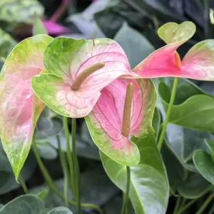 Anthurium, USA