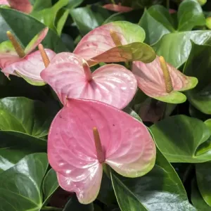 Anthurium, USA