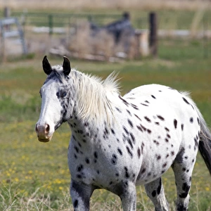 Appaloosa horse in Idaho