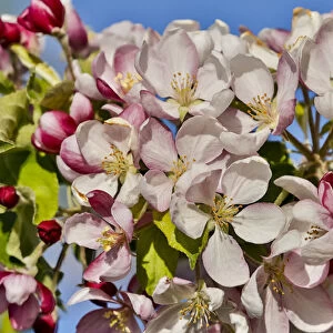 Apple Orchard in bloom near Hood River, Oregon