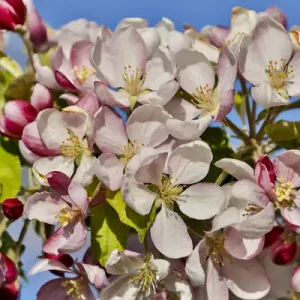 Apple Orchard in Bloom Print Apple Orchard in Bloom Print