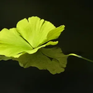 Aquatic plant on dark water