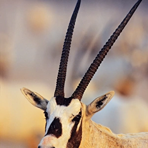 Arabian Oryx (Oryx leucoryx) on Sir Bani Yas Island, United Arab Emirates, April