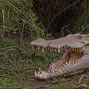 Arba Minch Lake Chamo Ethiopia Africa crocodiles in Crocidile Market in water dangerous