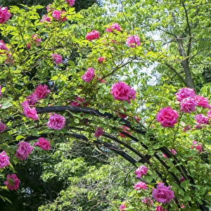 arbor of pink roses, USA