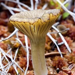 An arctic mushroom (approximately 3cm tall) emerges from wet tundra - Arctic National