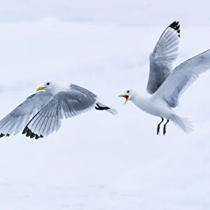 Arctic, North of Svalbard. Two black-legged kittiwakes squabble in the air