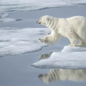 Arctic Ocean, Norway, Svalbard. Polar bear jumping Arctic Ocean, Norway, Svalbard. Polar bear jumping
