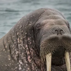 Arctic Ocean, Norway, Svalbard. Portrait of walrus Arctic Ocean, Norway, Svalbard. Portrait of walrus