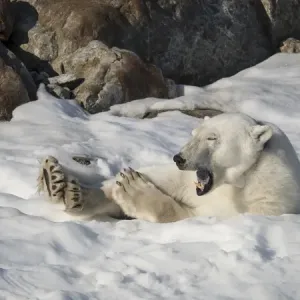 Arctic Ocean, Norway, Svalbard. Resting polar bear Arctic Ocean, Norway, Svalbard. Resting polar bear