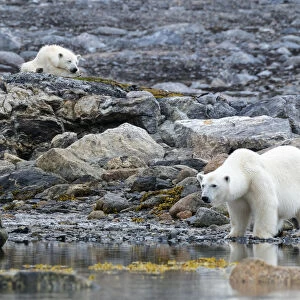 Arctic, Svalbard, Spitsbergen. A polar bear looks for harbor seals while the cub stays