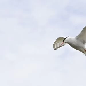 Arctic Tern in flight in Iceland