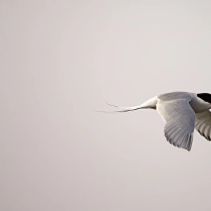 arctic tern, Sterna paradisaea, in flight along the Arctic coast, off Point Barrow