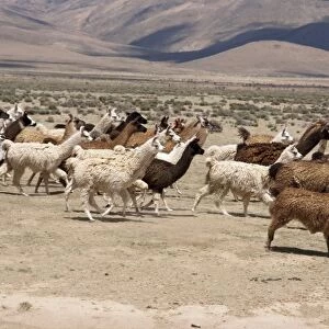 Argentina, Jujuy, llama herd in the countryside