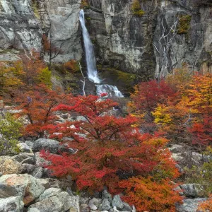Argentina, Patagonia, El Chalten. Waterfall and autumn colors on southern beech trees