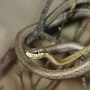 Arizona Vine Snake, Oxybelis aeneus, wrapped up in a group of branches in SW Arizona, USA