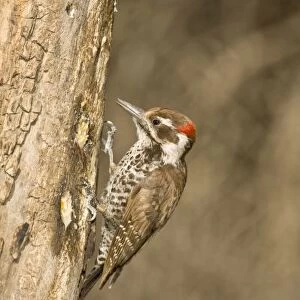Arizona Woodpecker, Dendrocopos arizonae, South Eastern Arizona