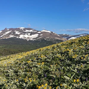 Arrowleaf balsamroot wildflowers along the Rocky Mountain Front near East Glacier