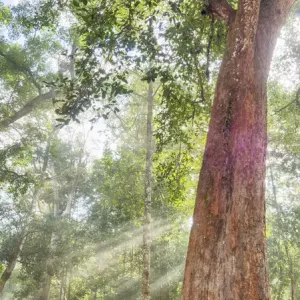 Asia; Cambodia; Angkor Watt; Siem Reap; Fog with sunrays in the trees Asia; Cambodia; Angkor Watt; Siem Reap; Fog with sunrays in the trees