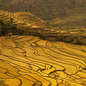 Asia, China, Yunnan, Luchun. Farmers plant rice in flooded terraces