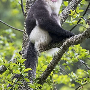 Asia, China, Yunnan Province, Yun-ling Mountains, Tacheng, black snub-nosed monkey