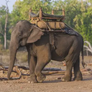 Asie. Inde. Éléphant d'Asie (Elephas maximus) utilisé dans le tourisme safari à Bandhavgarh. Asie. Inde. Éléphant d'Asie (Elephas maximus) utilisé dans le tourisme safari à Bandhavgarh.