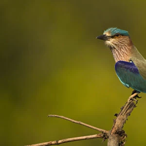 Asia, India, Bandhavgar National Park, Indian Roller, Coracias benghalensis, perched