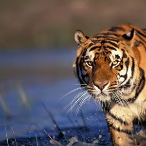 ASIA, India, Bengal Tiger (Panthera tigris)