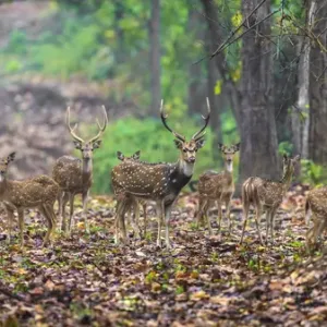 Asia. India. Chital, or spotted deer (Axis axis) at Kanha Tiger Reserve (NP) Asia. India. Chital, or spotted deer (Axis axis) at Kanha Tiger Reserve (NP)