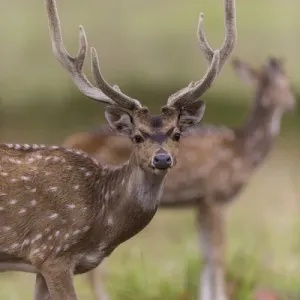 Asia. India. Chital, or spotted deer (Axis axis) at Kanha Tiger Reserve (NP) Asia. India. Chital, or spotted deer (Axis axis) at Kanha Tiger Reserve (NP)