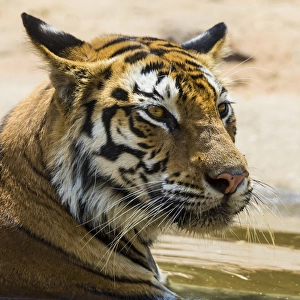 Asia. India. Female Bengal tiger (Pantera tigris tigris) enjoys the cool of a water