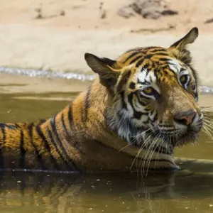 Asia. India. Female Bengal tiger (Pantera tigris tigris) enjoys the cool of a water Asia. India. Female Bengal tiger (Pantera tigris tigris) enjoys the cool of a water