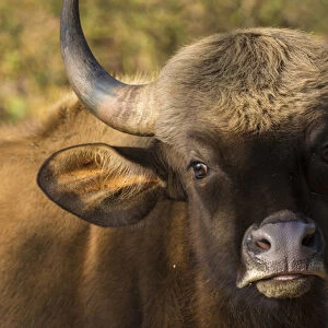 Asia. India. Gaur, or Indian wild bison (Bos gaurus) at Kanha tiger reserve