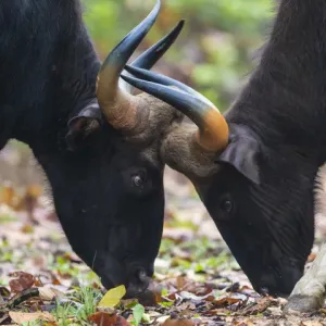 Asie. Inde. Le gaur, ou bison sauvage indien (Bos gaurus), se confronte au réservoir de tigre de Kanha. Asie. Inde. Le gaur, ou bison sauvage indien (Bos gaurus), se confronte au réservoir de tigre de Kanha.