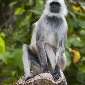 L'Asie. L'Inde. Le langur gris, ou langur de Hanuman (Semnopithecus entellus) au tigre de Kanha. L'Asie. L'Inde. Le langur gris, ou langur de Hanuman (Semnopithecus entellus) au tigre de Kanha.