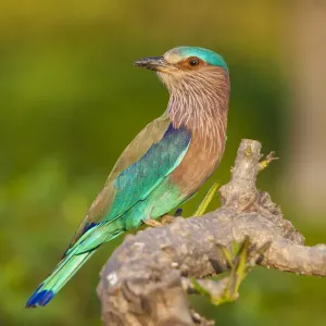 Asie. Inde. Coracias benghalensis (Roller indien) au Réserve faunique de Bandhavgarh. Asie. Inde. Coracias benghalensis (Roller indien) au Réserve faunique de Bandhavgarh.