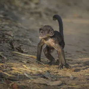 Asie. Inde. Langur gris juvenile, ou langur de Hanuman (Semnopithecus entellus) à. Asie. Inde. Langur gris juvenile, ou langur de Hanuman (Semnopithecus entellus) à.
