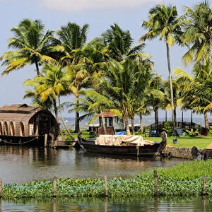 Asia, India, Kerala (Backwaters). Houseboats docked along shore at the Kumarakom Resort