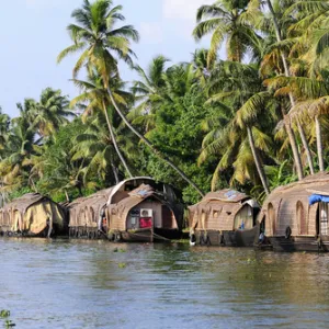 Asia, India, Kerala (Backwaters). Kerala houseboats docked alongside a Backwaters canal