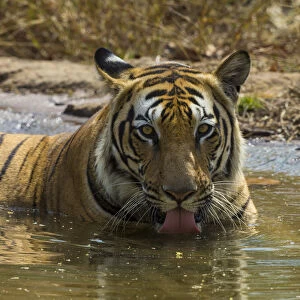 Asia. India. Male Bengal tiger (Pantera tigris tigris) enjoys the cool of a water