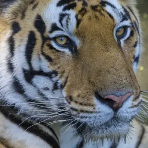 Asia. India. Male Bengal tiger (Pantera tigris tigris) enjoys the cool of a water Asia. India. Male Bengal tiger (Pantera tigris tigris) enjoys the cool of a water