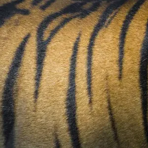 Asia. India. Male Bengal tiger skin (Pantera tigris tigris) showing the stripes that Asia. India. Male Bengal tiger skin (Pantera tigris tigris) showing the stripes that