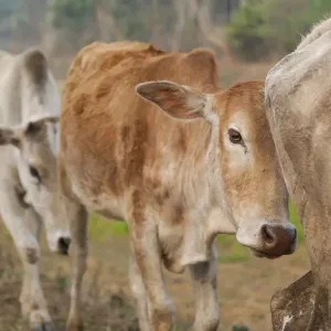 Asia, India, Meghalaya, Bajengdoba. Cattle walk in single file Asia, India, Meghalaya, Bajengdoba. Cattle walk in single file