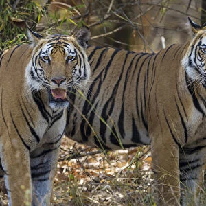 Asia. India. A pair of male Bengal tigers (Pantera tigris tigris) enjoy the cool